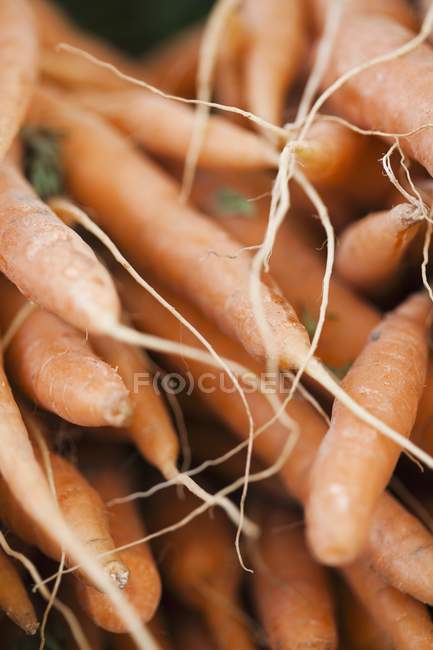 Zanahorias de naranja crudas - foto de stock