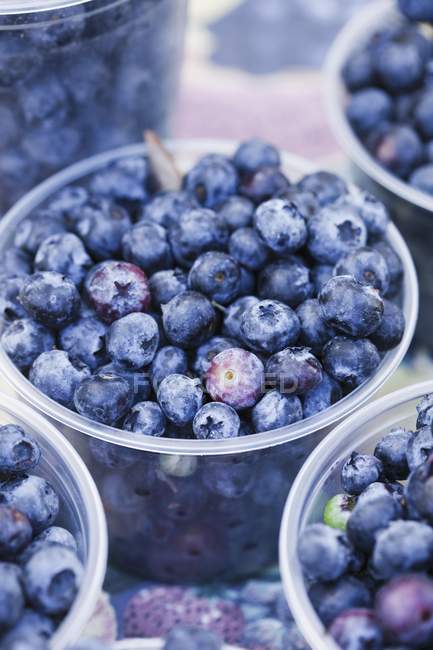 Blueberries in plastic bowls — Stock Photo