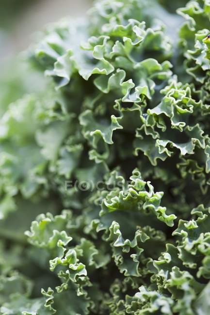 Fresh Kale leaves — Stock Photo