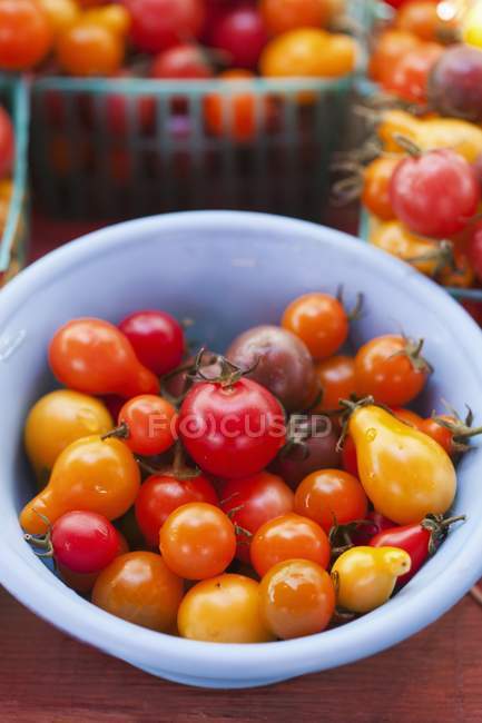 Tomates de colores frescos recogidos - foto de stock