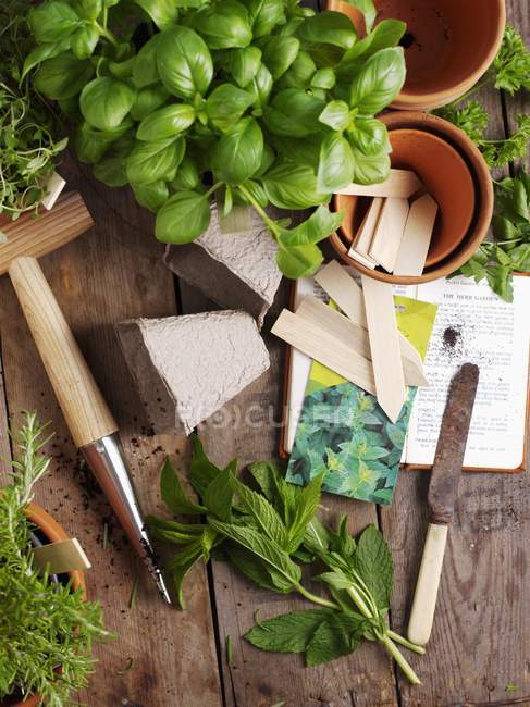 Mint and rosemary with utensils — Stock Photo