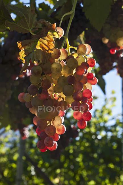 Raisins poussant sur la plante — Photo de stock