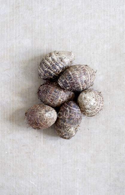 Vue rapprochée de six mollusques sur une surface rayée blanche — Photo de stock