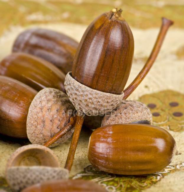 Several raw acorns — Stock Photo
