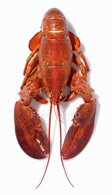Closeup view of one red cooked lobster on white surface — Stock Photo