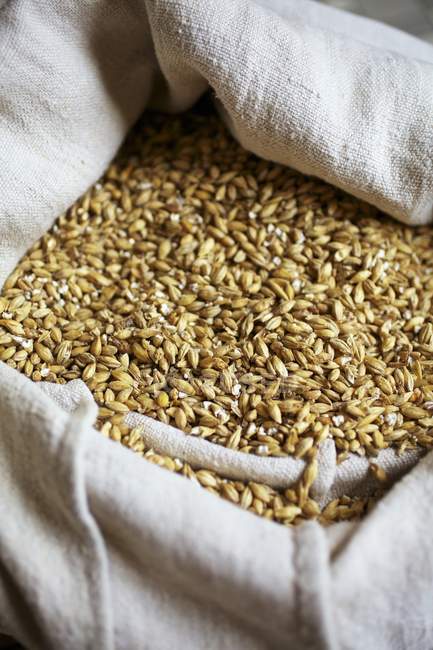 Malted barley for making beer — Stock Photo