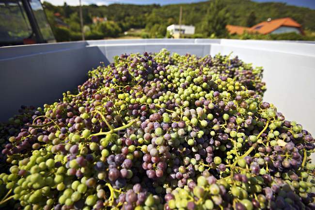 Vendimia de uvas inmaduras - foto de stock