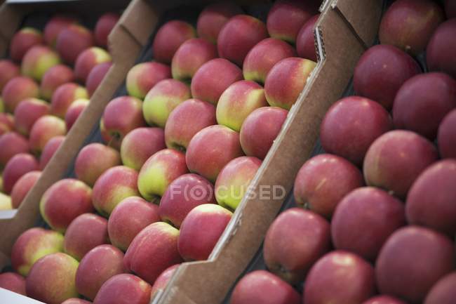 Manzanas rojas frescas en cajas - foto de stock