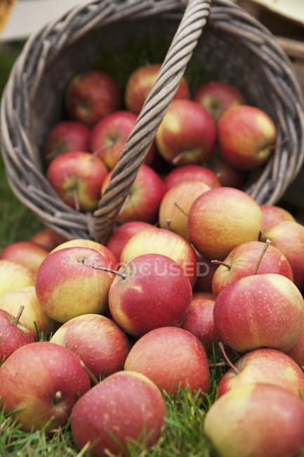 Pommes fraîches cueillies — Photo de stock