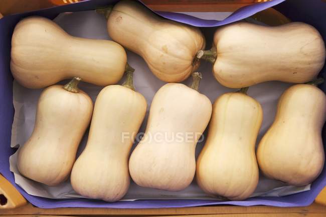 Fresh butternut squash — Stock Photo