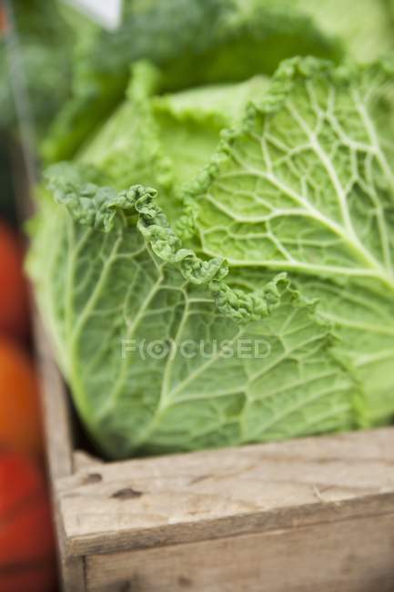Savoy cabbage in crate — Stock Photo