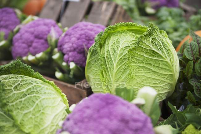 Assorted varieties of cabbages — Stock Photo