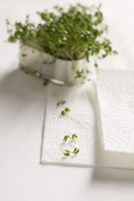 Fresh cress in a metal container — Stock Photo