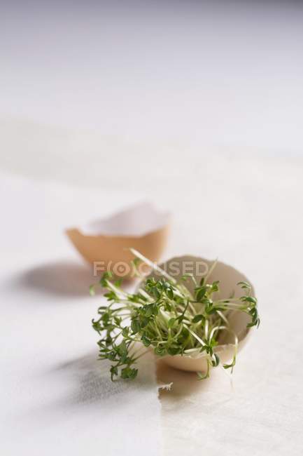 Agrião fresco em uma concha de ovo — Fotografia de Stock