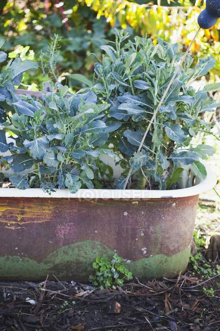 Kale Growing in Bathtub Planter — Stock Photo