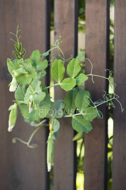 Vinhas de ervilha doce crescendo através de uma cerca ao ar livre — Fotografia de Stock