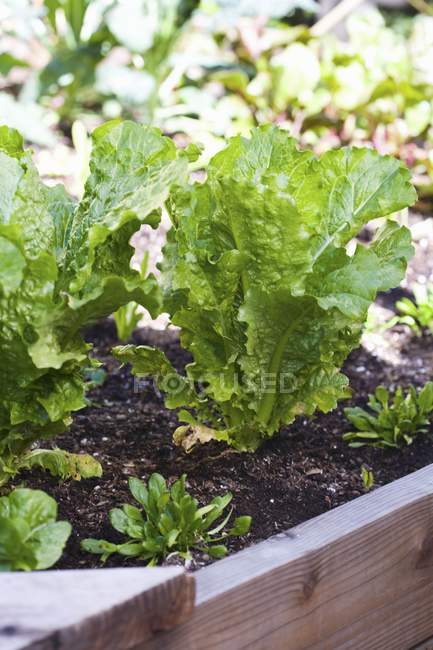 Зелені салатні рослини в грунті — стокове фото
