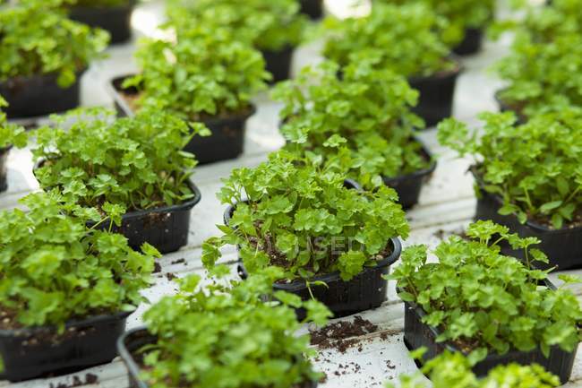 Plantas de menta creciendo en macetas - foto de stock