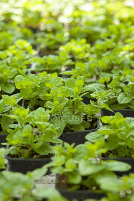 Minzpflanzen wachsen in Töpfen — Stockfoto