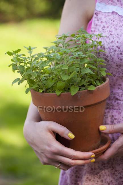 Femme tenant l'origan dans un pot d'argile — Photo de stock