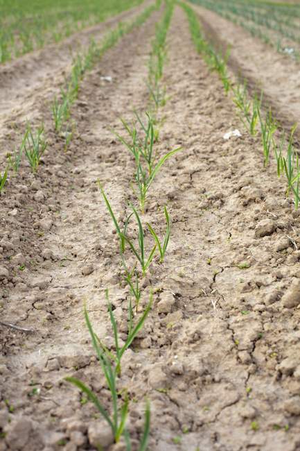 A field of young onion shoots outdoors during daytime — Stock Photo