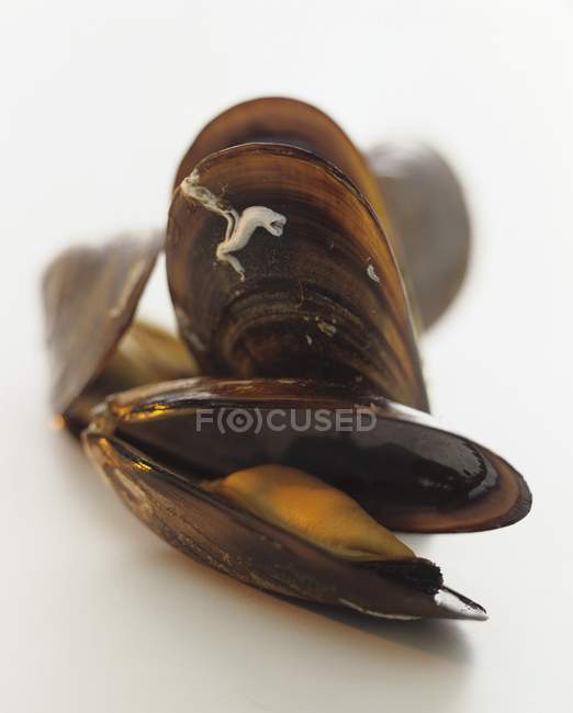 Open fresh mussels — Stock Photo
