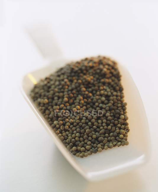 Coriander seeds in scoop — Stock Photo
