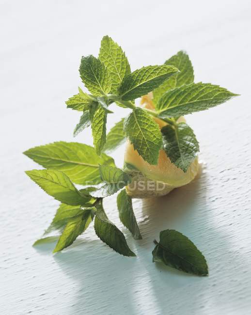 Fresh mint and melon slice — Stock Photo