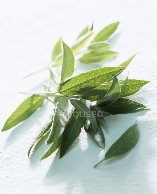 Fresh Sage leaves — Stock Photo