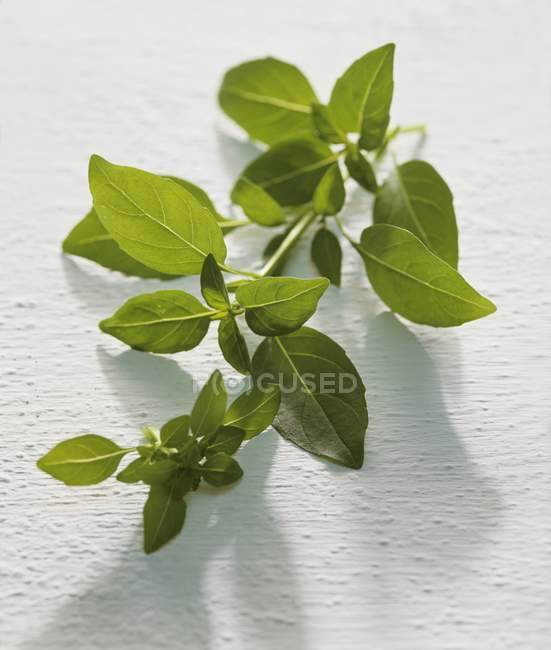 Sprig of fresh green basil — Stock Photo