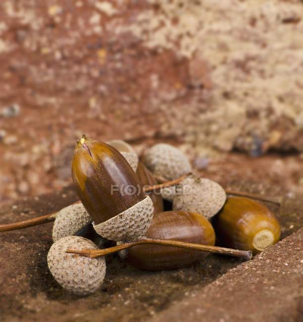 Several acorns on bricks — Stock Photo