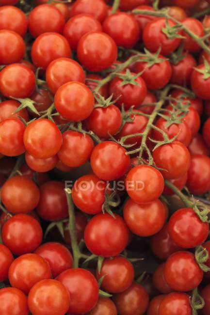 Tomates de uva frescos - foto de stock