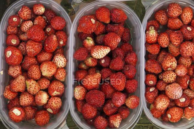 Wild strawberries in plastic containers — Stock Photo