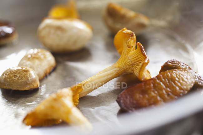 Funghi in padella — Foto stock