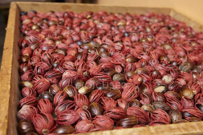 Nutmegs with mace coating — Stock Photo