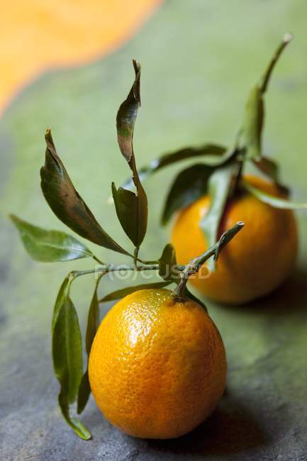 Fresh picked clementines with leaves — Stock Photo