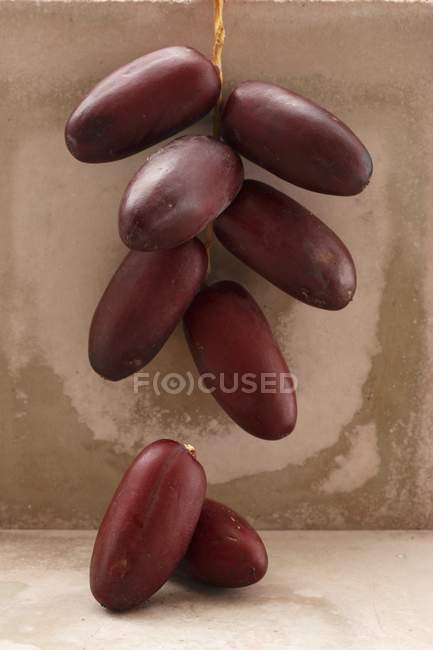 Cluster of fresh dates — Stock Photo
