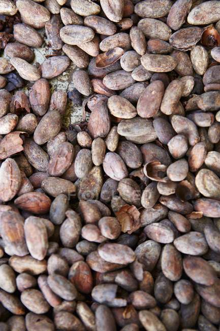 Haricots de cacao entiers — Photo de stock