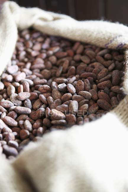 Cocoa beans in sack — Stock Photo