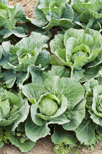 Cabbages growing in fied — Stock Photo