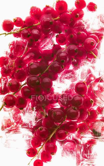 Redcurrants laying on white — Stock Photo