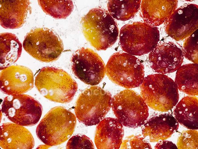 Mirabelle prunes dans l'eau — Photo de stock
