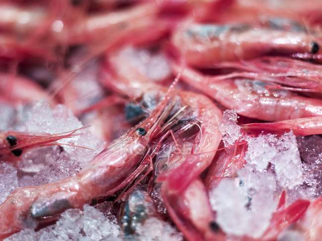 Crevettes crues sur glace — Photo de stock