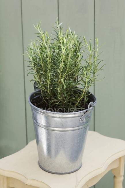 Elevated view of rosemary plant in a zinc bucket — Stock Photo