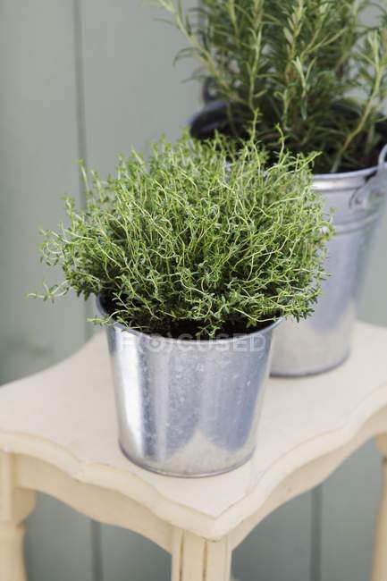Thyme and rosemary growing in buckets — Stock Photo