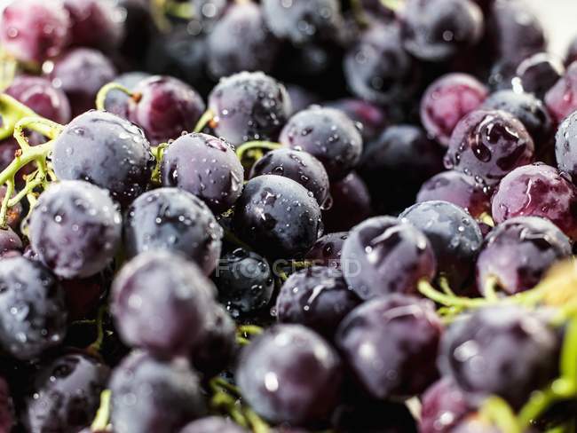Fresh black Grapes — Stock Photo