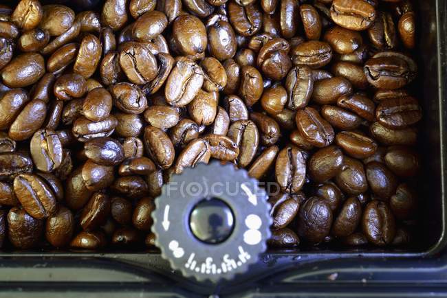 Granos de café en molino - foto de stock