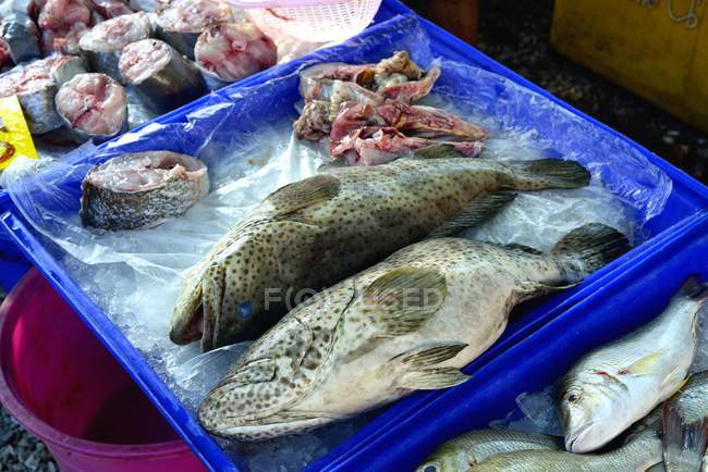 Fresh whole grouper fish — Stock Photo