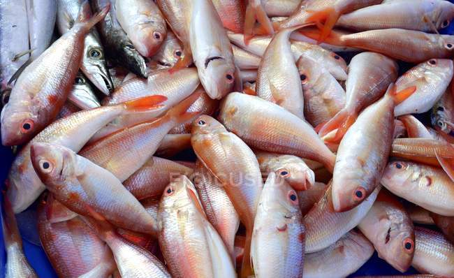 Fresh-caught red snappers — Stock Photo
