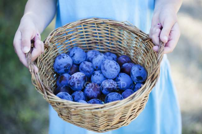 Woman holding basket of plums — Stock Photo